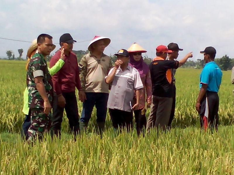 Dandim Blora Tinjau Kesiapan Panen Raya